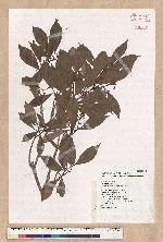 Machilus konishii Hayata 小西氏楠