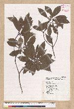Machilus konishii Hayata 小西氏楠