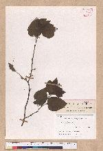Lindera obtusiloba Blume