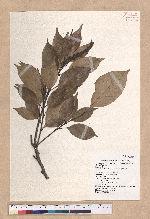 Pasania randarandiensis (Hayata) Schottky 巒大石櫟