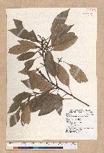 Pasania randarandiensis (Hayata) Schottky 巒大石櫟