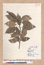 Pasania randarandiensis (Hayata) Schottky 巒大石櫟