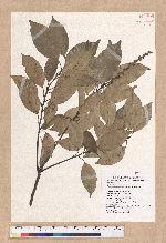 Pasania randarandiensis (Hayata) Schottky 巒大石櫟