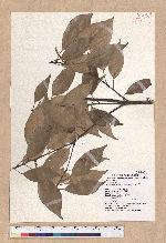 Pasania randarandiensis (Hayata) Schottky 巒大石櫟