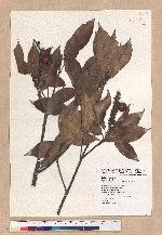 Pasania synbalanos (Hance) Schottky 菱果石櫟