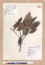 Pasania synbalanos (Hance) Schottky 菱果石櫟