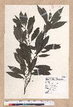 Litsea cubeba (Lour.) Persoon 山胡椒