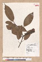 Pasania harlandii (Hance) Oersted 短尾柯