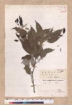 Cyclobalanopsis salicina (Blume) Oerstedt 白背櫟