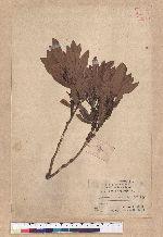 Pasania dodonaeifolia (Hayata) Hayata 柳葉柯