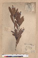 Pasania dodonaeifolia (Hayata) Hayata 柳葉柯