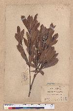Pasania dodonaeifolia (Hayata) Hayata 柳葉柯