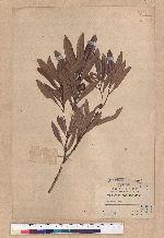 Pasania dodonaeifolia (Hayata) Hayata 柳葉柯