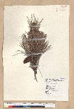 Pinus taiwanensis Hayata 臺灣二葉松