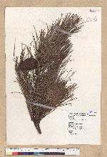 Pinus taiwanensis Hayata 臺灣二葉松