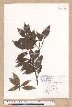 Litsea lii Chang var. nunkao-tahangensis (Liao) Liao 能漢木薑子