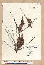 Pinus taiwanensis Hayata 臺灣二葉松