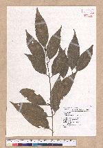 Cinnamomum osmophloeum Kanehira 土肉桂
