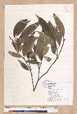 Litsea morrisonensis Hayata 玉山木薑子