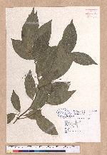 Cinnamomum burmannii (C. G. & Th. Nees) Blume 蔭香