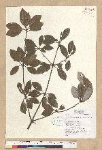 Neolitsea buisanensis Yamamoto & Kamikoti 武威山新木薑子