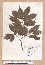 Cyclobalanopsis morii (Hayata) Schott. 森氏櫟(赤椆)