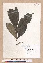 Litsea akoensis Hayata 屏東木薑子