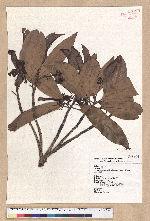 Machilus japonica Siebold et Zucc. var. kusanoi (Hayata) Liao 大葉楠