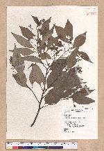 Cinnamomum camphora (L.) Nees & Eberm. 樟