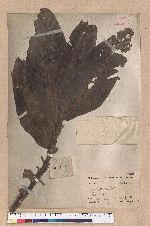 Litsea garciae Vidal 蘭嶼木薑子