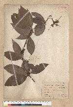 Neolitsea villosa (Blume) Merr. 蘭嶼新木薑子