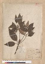 Neolitsea sericea (Blume) Koidz. var. aurata (Hayata) Hatusima 金新木薑子