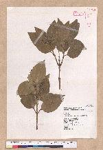 Cinnamomum kotoense Kanehira & Sasaki 蘭嶼肉桂