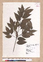 Cinnamomum osmophloeum Kanehira 土肉桂