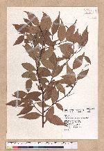 Cinnamomum brevipedunculatum C. E. Chang 小葉樟