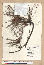 Pinus taiwanensis Hayata 臺灣二葉松
