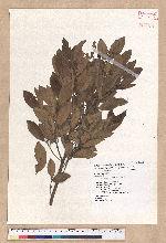 Litsea morrisonensis Hayata 玉山木薑子