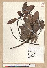 Phoebe formosana (Hayata) Hayata 臺灣雅楠