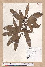 Litsea acuminata (Blume) Kurata 長葉木薑子