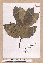 Litsea akoensis Hayata 屏東木薑子