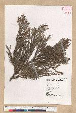 Cryptomeria japonica (L. f.) D. Don 柳杉