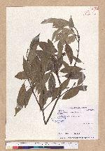 Cyclobalanopsis glauca (Thunb.) Oerst. 青剛櫟