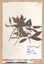 Litsea lii Chang 李氏木薑子