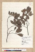 Machilus obovatifolia (Hayata) Kanehira & Sasaki 倒卵葉楠