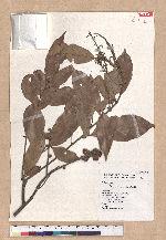 Pasania synbalanos (Hance) Schottky 菱果石櫟