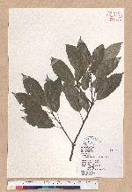 Cyclobalanopsis glauca (Thunb.) Oerst. 青剛櫟