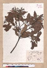 Cinnamomum randaiense Hayata 香桂