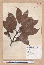 Pasania harlandii (Hance) Oersted 短尾柯