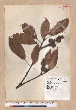 Pasania harlandii (Hance) Oersted 短尾柯