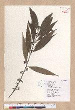 Litsea cubeba (Lour.) Persoon 山胡椒